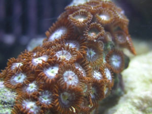 Fire 'n' Ice Zoanthids