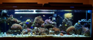 100 Gallon Reef Tank