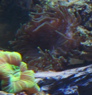 Our 100 Gallon Reef