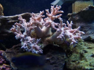 Our 100 Gallon Reef