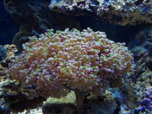 Our 100 Gallon Reef