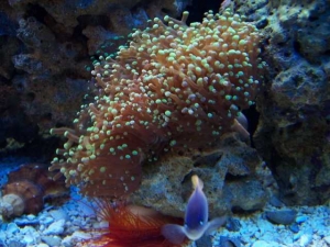 Our 100 Gallon Reef