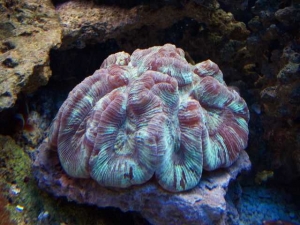 Our 100 Gallon Reef
