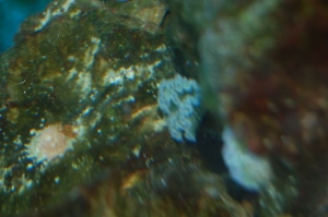 Nudibranch....very pretty!