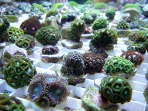 www.puresaltwater.com