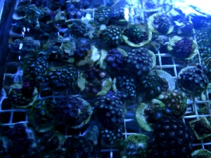 www.puresaltwater.com