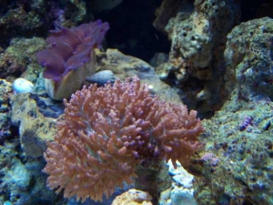 100 Gallon Reef