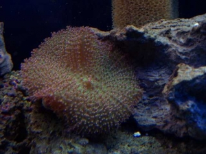 100 Gallon Reef