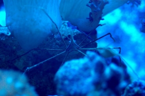 Arrow Crab