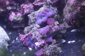 burple_shrooms