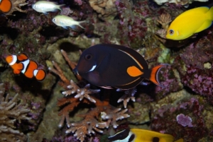 Achilles  Tang