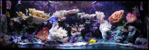 My 150 Reef