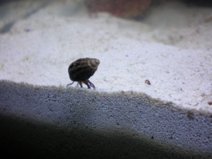 Blue Leg Hermit