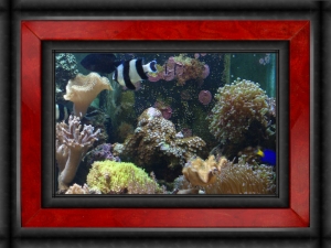 Omard's Reef - June 2007