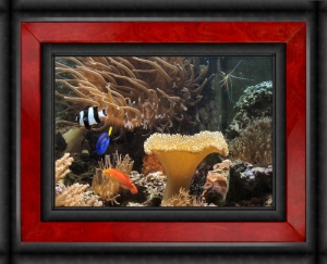 Omard's Reef - June 2007