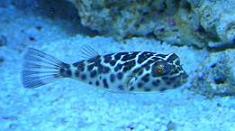 toastie the miracle puffer