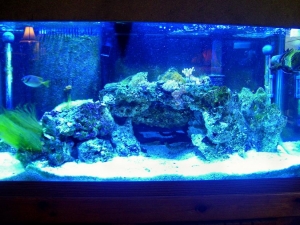 my 75 gallon reef on its way