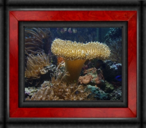 Omar's Reef - June 2007