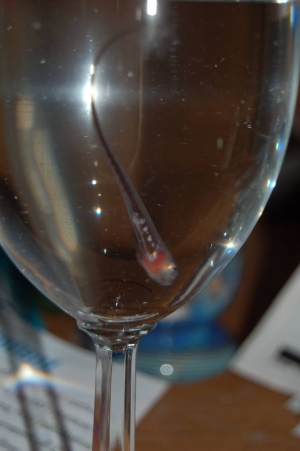 Pearl Fish
