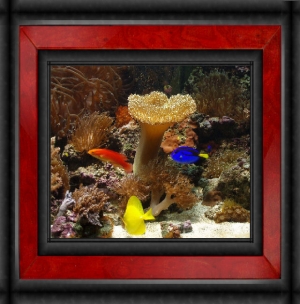 Omard's Reef - June 2007