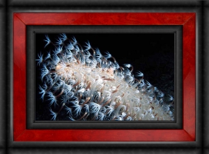 Sea Pen