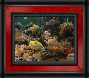 Omard's Reef - June 2007