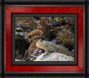 OmarD's Reef - Mr. Shrimp Goby