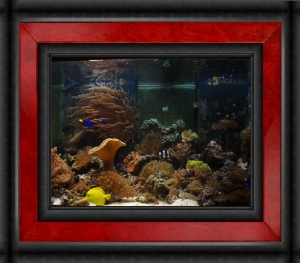 OmarD's Reef - June 2007