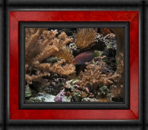 OmarD's Reef - Sixline Wrasse ("Whizzer")