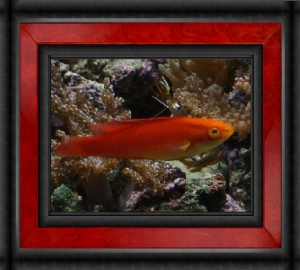 Omard's Reef - Hawiaan Flame Wrasse ("Flash")