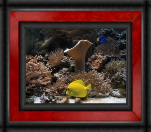 Omard's Reef - June 2007