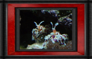 Harlequin Pair