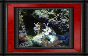 Harlequin Pair