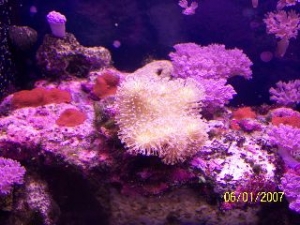 red_shrooms1