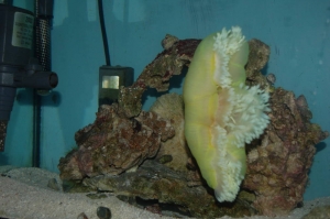 "Hey, I'm in here", said Mr. Clownfish