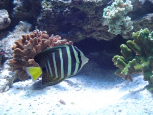 Sailfin