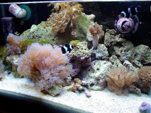 Bloke's 10g Nano