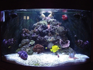 Bloke's 36g Corner SPS