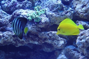 Sailfin & Yellow tang