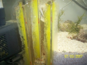 Yellow Silicone?