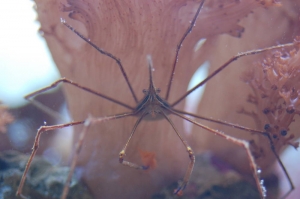 Arrow Crab