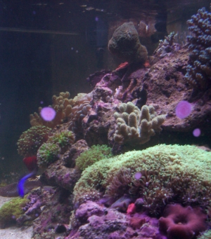 My 75 gallon Reef
