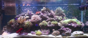 My 75 gallon Reef