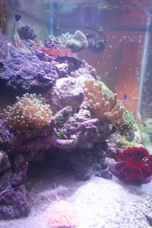 My 75 gallon Reef