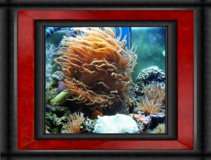 Omar's Reef - July 2007