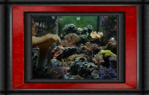 Omar's Reef - July 2007