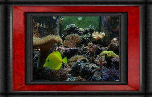 Omar's Reef - July 2007