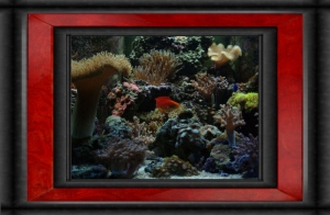 Omar's Reef - July 2007