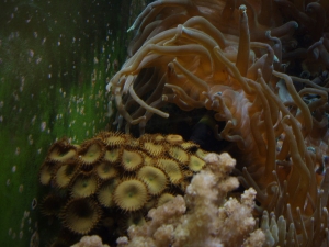 Anemone vs Zoo