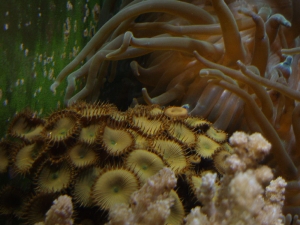 Anemone vs Zoo